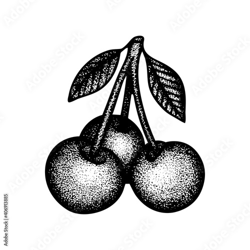 Cherries engraving style vector illustration. Tree sweet cherry fruits vintage outline drawing isolated on white background. Cherries with leaf sketch drawn illustration. Part of set.
