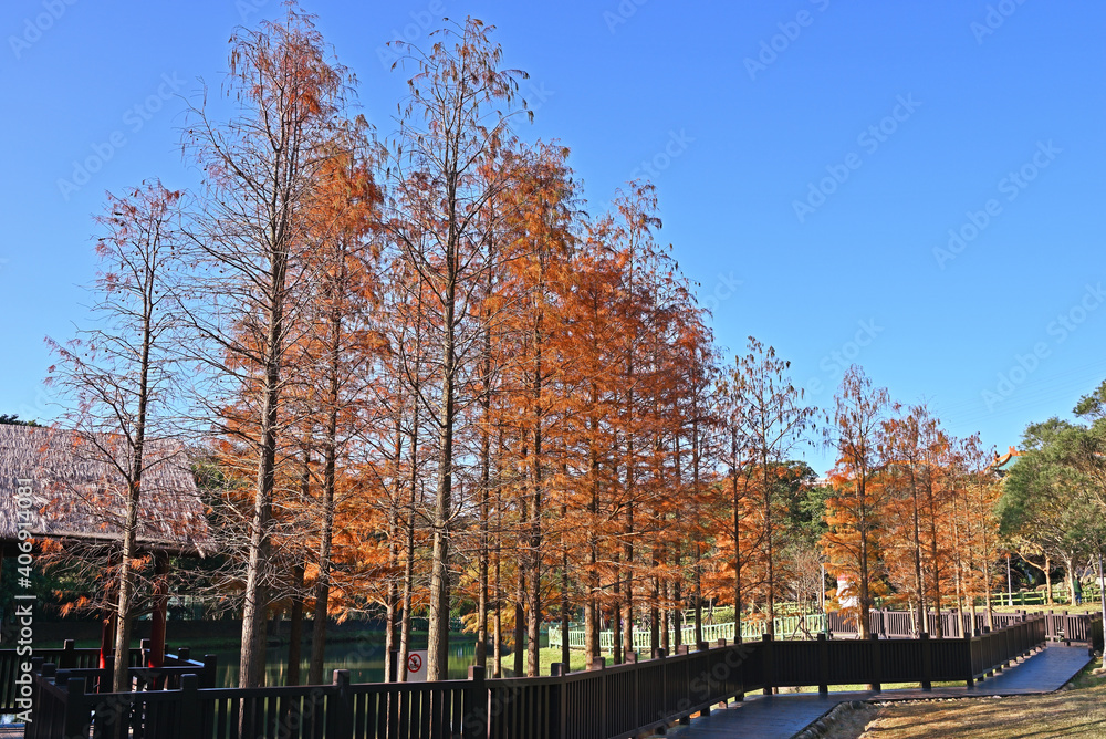 Bald Cypress tree on blue sky day in Taipei, taiwan Bald Cypress tree on blue sky day in Taipei, taiwan