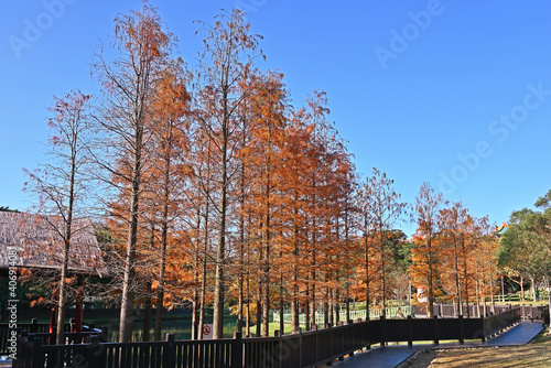 Bald Cypress tree on blue sky day in Taipei, taiwan 