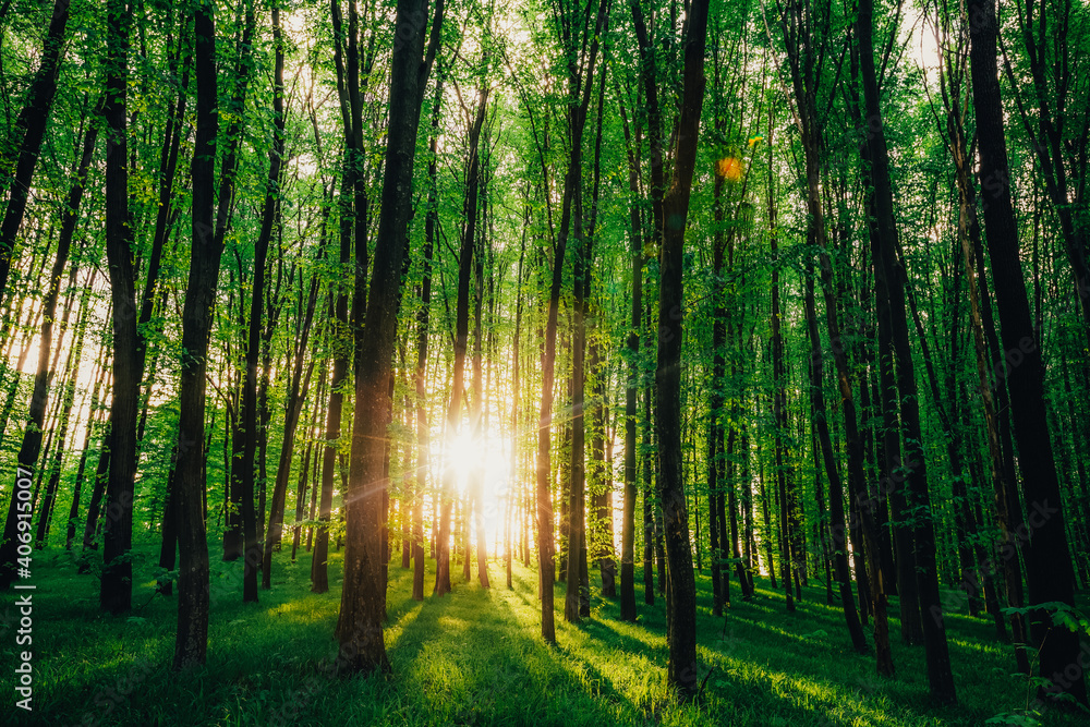 spring forest trees. nature green wood sunlight backgrounds.