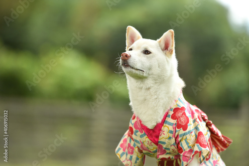 和傘の前で着物を着ておすましする白毛の柴犬