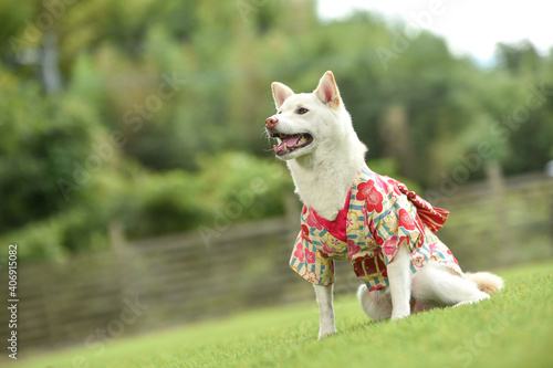 和傘の前で着物を着ておすましする白毛の柴犬