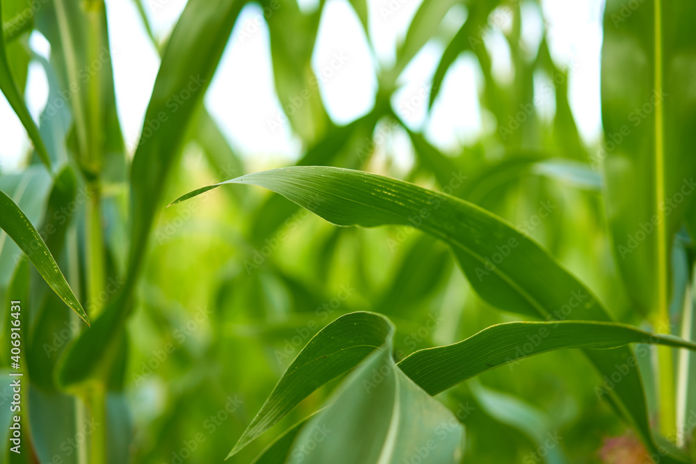 Obraz premium Corn agricultural field close up Summer harves season