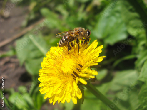  bee on a yellow dandelion in spring
