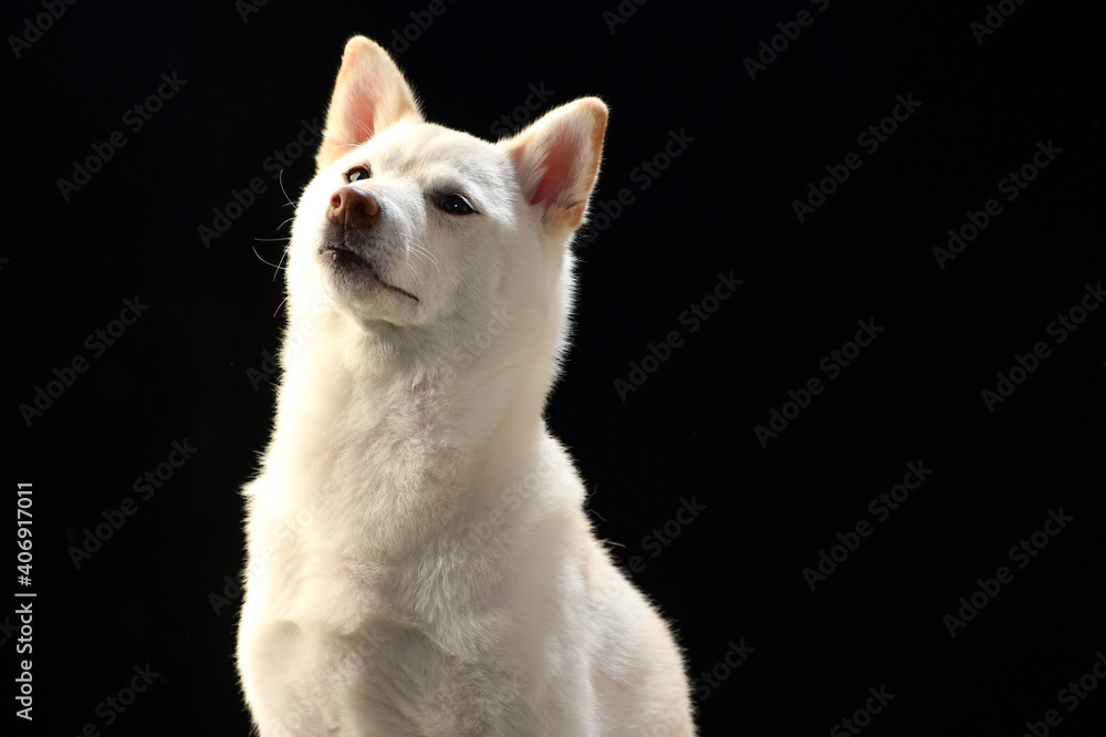 シンプルな柴犬のスタジオポートレート シンプルな柴犬のスタジオポートレート
