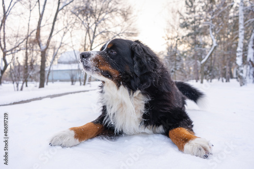 Fototapeta Naklejka Na Ścianę i Meble -  Bernese mountain dog with snow on his head. Happy dog lying on a snow