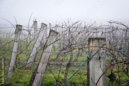 Winter vineyard with rain and fog in Burgenland