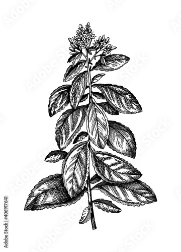 Stevia vector illustrations. Hand-sketched sweetener and sugar substitute  drawing. Medicinal plant with leaves and flowers sketch. Organic vegetarian product.
