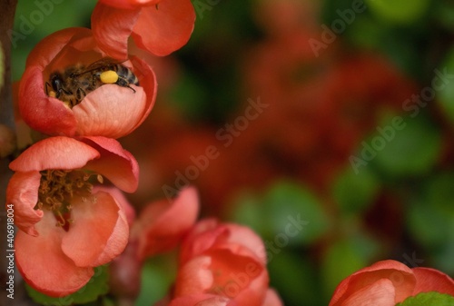 Macro honeybee inside orange blooming Chaenomeles flowers, pollinating. Bee (Apis Mellifera) collecting pollen on Japanese quince blossom. Detail, bokeh blur background, opy space. Soft focus