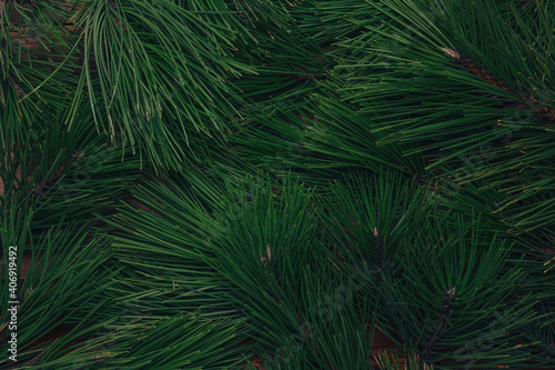 Evergreen pine branches, green pine needles texture, natural background or backdrop.  Christmas, New Year, deforestation concept. Floral coniferous foliage pattern