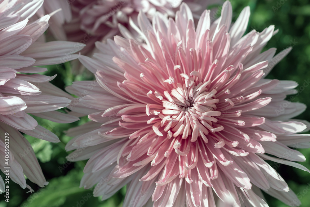 Autumn. Blooming chrysanthemum.. Autumn. Blooming chrysanthemum..