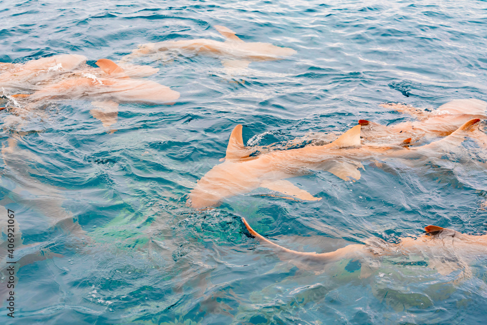 feeding sharks, reef sharks gather underwater for feeding in the Indian Ocean in the Maldives
