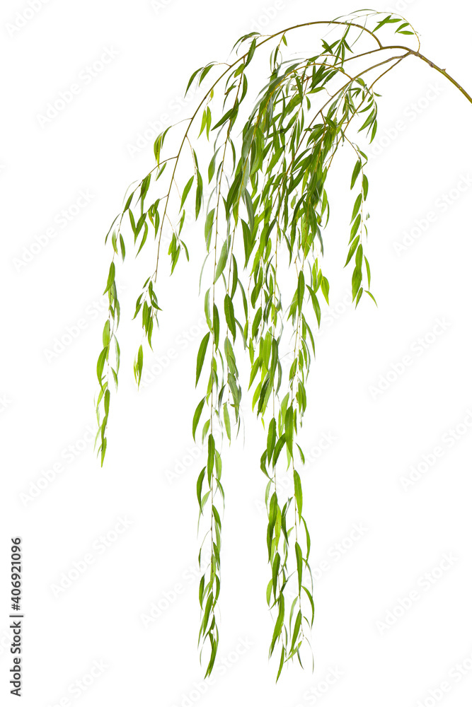 Beautiful willow tree branches with green leaves on white background