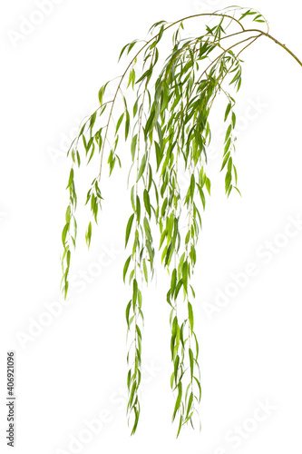 Beautiful willow tree branches with green leaves on white background photo