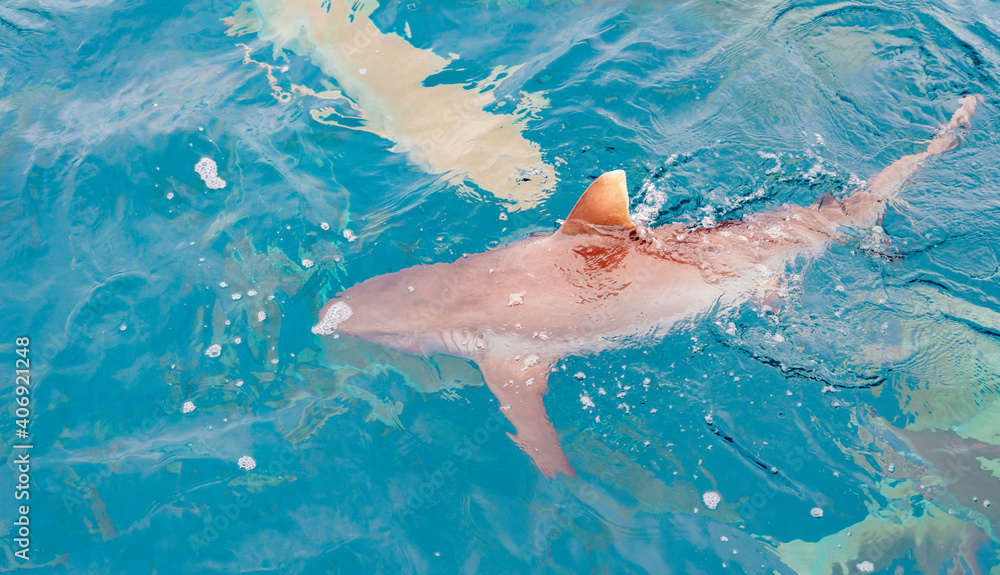 feeding sharks, reef sharks gather underwater for feeding in the Indian