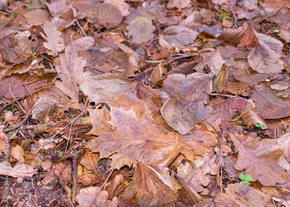abstract texture of old autumn leaves, forest-specific fauna, in the autumn