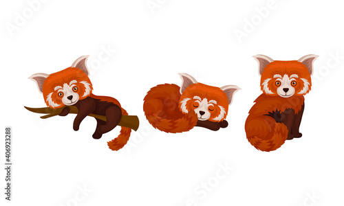 Red Panda with Reddish-brown Fur and Long Shaggy Tail Vector Set
