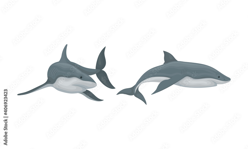 Shark as Elasmobranch Fish with Pectoral Fins and Cartilaginous Skeleton Vector Set Shark as Elasmobranch Fish with Pectoral Fins and Cartilaginous Skeleton Vector Set
