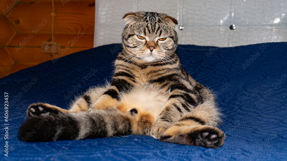 Obraz premium A pet in a funny pose. The cat is sitting on the ass.