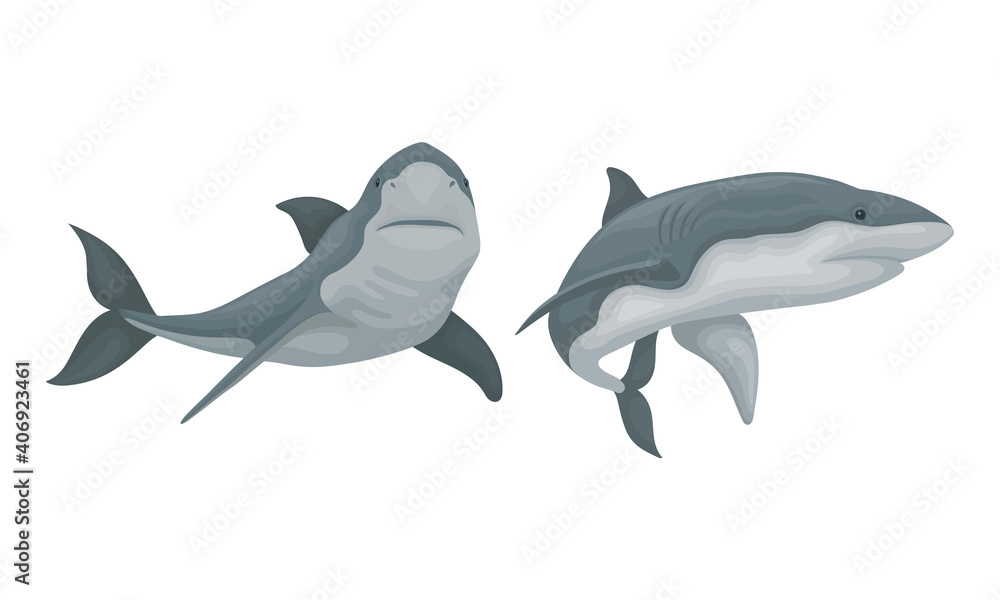 Fototapeta premium Shark as Elasmobranch Fish with Pectoral Fins and Cartilaginous Skeleton Vector Set