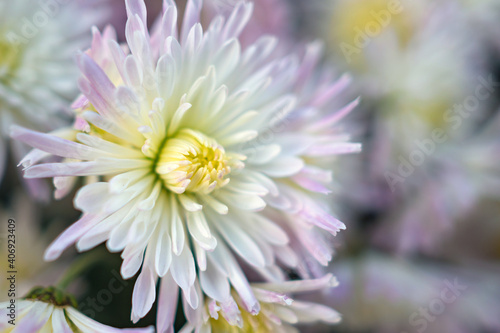 Autumn. Blooming chrysanthemum..