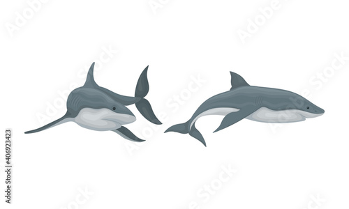 Shark as Elasmobranch Fish with Pectoral Fins and Cartilaginous Skeleton Vector Set