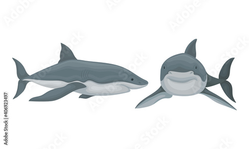 Shark as Elasmobranch Fish with Pectoral Fins and Cartilaginous Skeleton Vector Set
