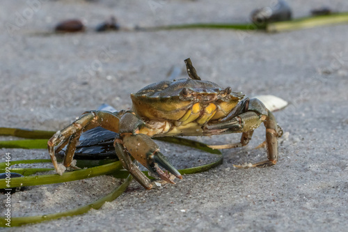 krabbe © haiderose