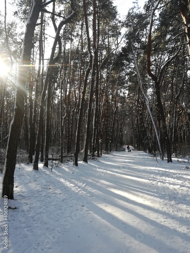 Winter landscape in a coniferous forest with snow, sun and frost