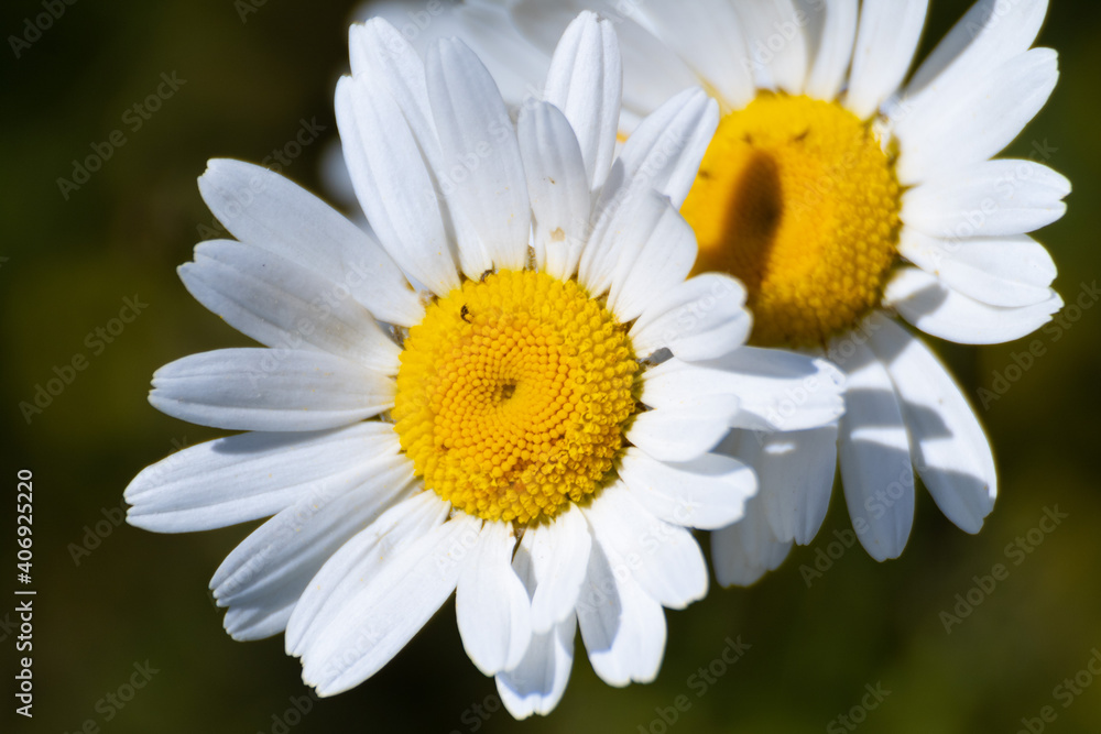 Fototapeta premium Gänseblümchen