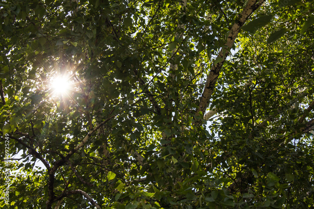 Sunlight passing through the young green foliage. Sunlight passing through the young green foliage.
