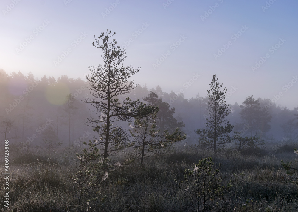 misty mire landscape with swamp pines and traditional mire vegetation, fuzzy background, fog in bog, twilight misty mire landscape with swamp pines and traditional mire vegetation, fuzzy background, fog in bog, twilight