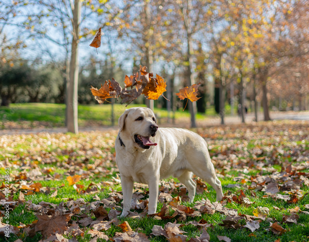 Dog in autumn Dog in autumn