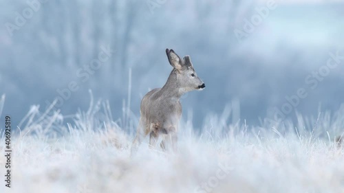 Wild roe buck grazing in a frost covered field during winter season