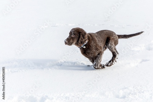 Fototapeta Naklejka Na Ścianę i Meble -  Healthy and happy dog. Brown retriever running in deep snow. The dog is playing in the deep snow.