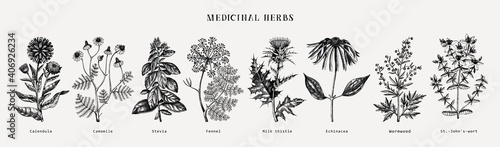 Medicinal herbs collection. Vector set of hand drawn summer herbs, wild flowers, weeds and meadows. Vintage aromatic plants illustrations. Herbal tea ingredients.Botanical elements in engraved style.