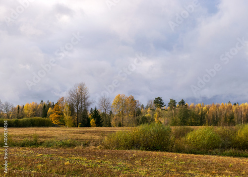 autumn landscape with colorful yellow trees in the background, foreground field, golden autumn, expressive sky, autumn time