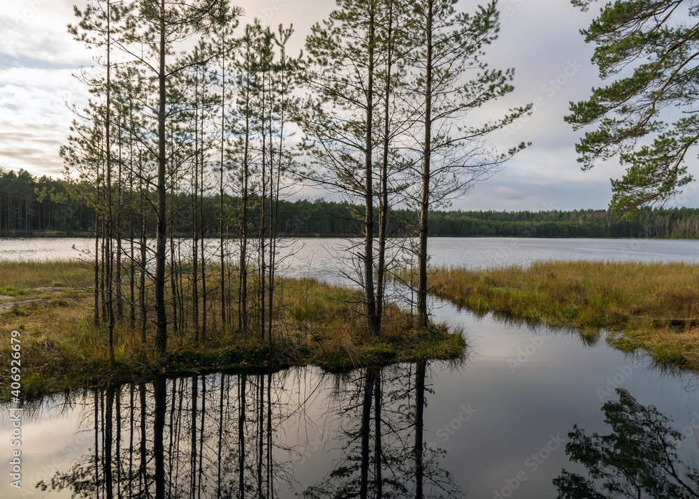 Obraz premium autumn landscape by the lake, dark tree silhouettes, reflected in the water of the bog lake, autumn