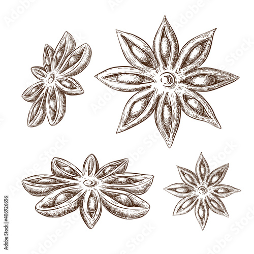 Star Anise hand drawn isolated on white. Aniseeds sketch collection in vintage engraved style. Vector illustration. Spice, cooking and aromatherapy ingredient. great for food, drink and menu design.