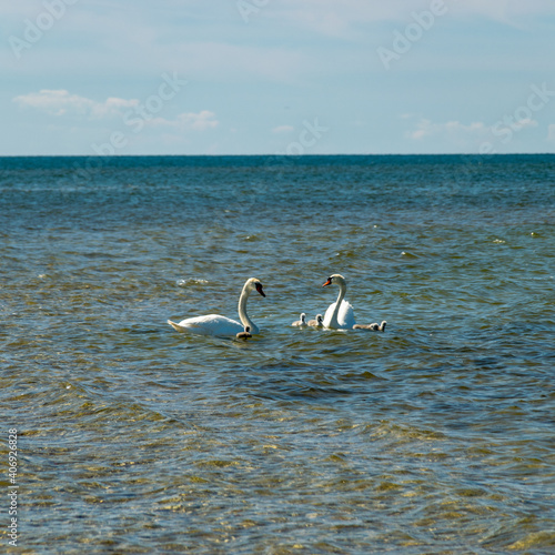 swan family at sea  traditional Saaremaa seascape  Saaremaa island  Estonia