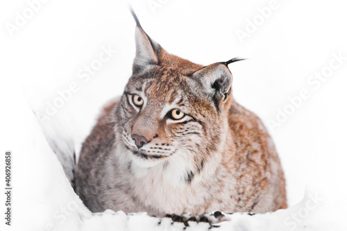 An ironic lynx sits in the snow and looks inquiringly at you