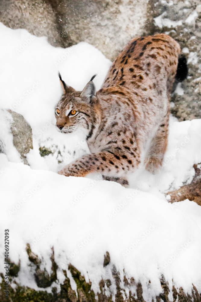 a dexterous beauty lynx with a beautiful body and orange eye a dexterous beauty lynx with a beautiful body and orange eye