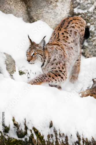 a dexterous beauty lynx with a beautiful body and orange eye