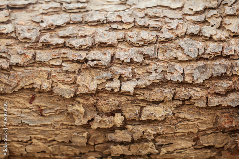 Detailed close up of a decayed old mango tree trunk. Decay is caused by Termites. Abstract wooden texture.