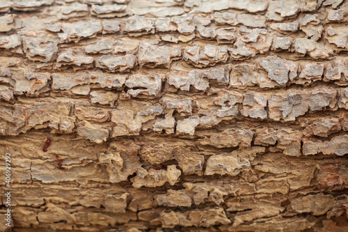 Detailed close up of a decayed old mango tree trunk. Decay is caused by Termites. Abstract wooden texture.