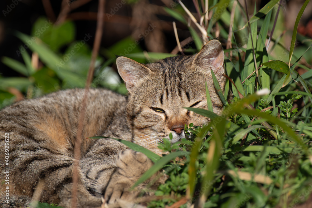 のんびり日向ぼっこ　キジトラ猫