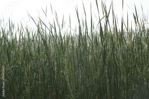 Grass after the rain. Nature Life