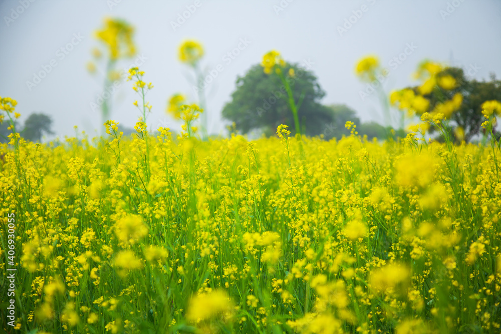 A beautiful landscape of a blooming Organic Mustard field (Sarson), during the harvesting period.