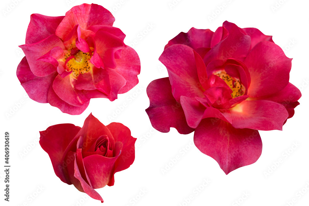 Blurred for Background.Red rose isolated on the white background. Photo with clipping path.