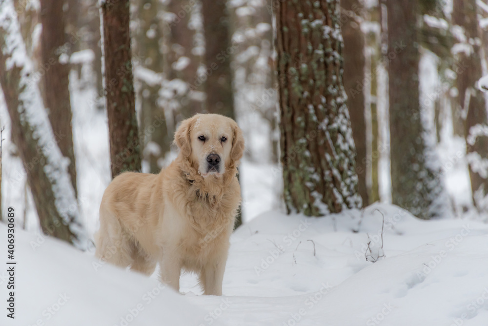 Golden Retriever in a Snow Covered Forest in Winter